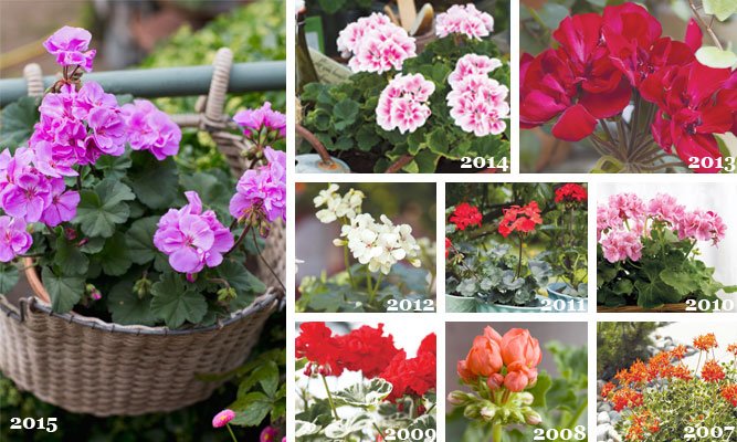 Lyckas med pelargoner – sommarens älsklingsblomma - Vi i Villa