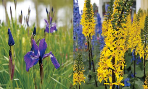 Vackra blommor i rabatten – zon för zon - Vi i Villa