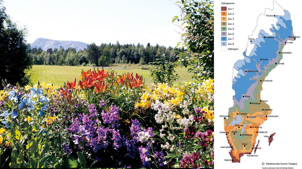 Sverige har åtta växtzoner. Men var ska man odla vad? Trädgårdsproffset Susanna Rosén lär dig skapa en ljuvlig sommarrabatt  – från zon 8 i norr till zon 1 i söder.