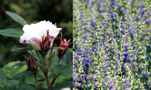 Vackra blommor i rabatten – zon för zon - Vi i Villa