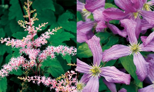 Vackra blommor i rabatten – zon för zon - Vi i Villa