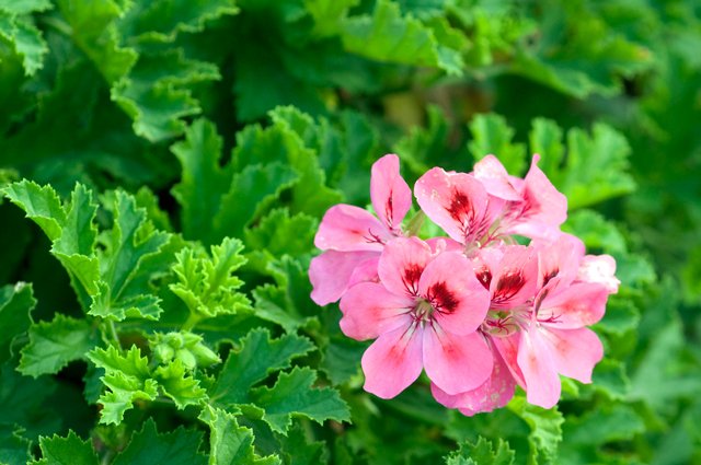 Lyckas med pelargoner – sommarens älsklingsblomma - Vi i Villa