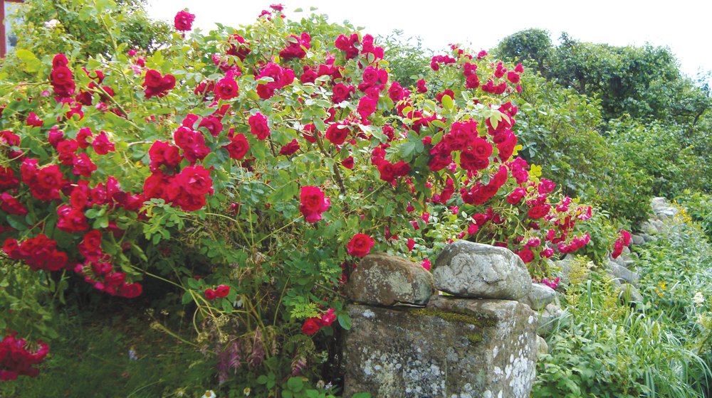 Rosor är både färgstarka och ljuvliga i rabatten. Lättskötta rosor för nybörjare, råd kring att beskära, vattna och plantera  – här är expertens bästa tips.