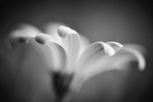 Fotoskola: Så fotar du växter och blommor som ett proffs - Vi i Villa