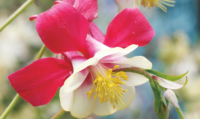 Spara sommaren på burk – så torkar du kryddor - Vi i Villa