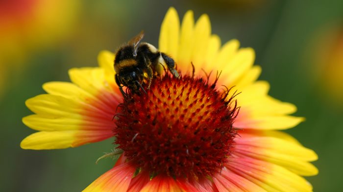 Vill du fotografera blommor i din trädgård på ännu bättre sätt? Ta del av Vi i Villas fotoskola för att få bättre kvalitet med både mobilkamera och systemkamera – och få inspiration till att fota fina blommor.