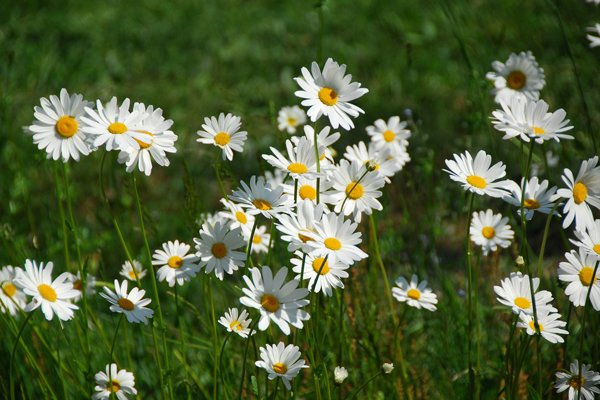 Fotoskola: Så fotar du växter och blommor som ett proffs - Vi i Villa