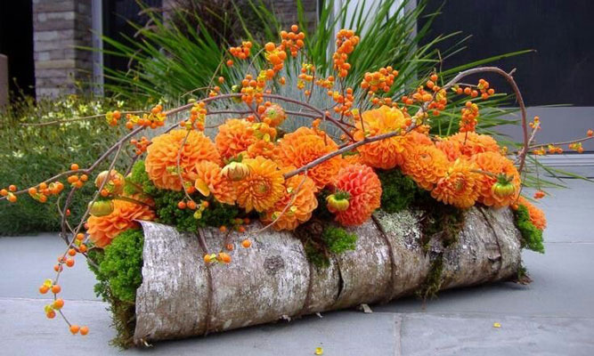 Höstblommor för din trädgård - Vi i Villa