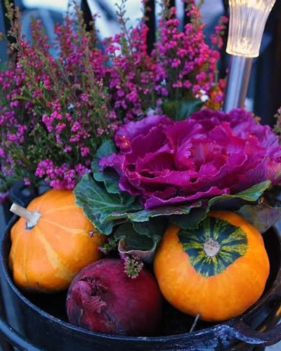 Höstblommor för din trädgård - Vi i Villa