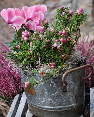 Höstblommor för din trädgård - Vi i Villa