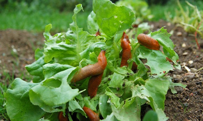 7 bra anledningar att spara kaffesumpen - Vi i Villa