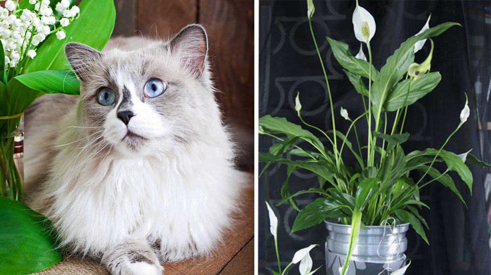 Våra fyrbenta vänner har ofta en tendens att tugga och få i sig sådant som de egentligen inte borde. Katter är väldigt känsliga för giftämnen i växter, exempelvis har det vid flera tillfällen rapporterats om katter som råkat väldigt illa ut av att äta liljor  – men även hundar kan må dåligt av giftet. Vissa växter är så farliga att djuren kan dö.