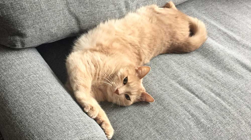 Din katt trampar med tassarna, svänger med svansen och lägger sig på rygg. Men vad betyder kattens signaler? Här får du koll på kattens kroppsspråk.