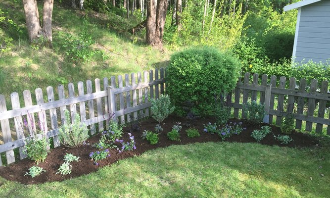 Bästa perenntipsen med Bosse Rappne och Hemmafixarna - Vi i Villa