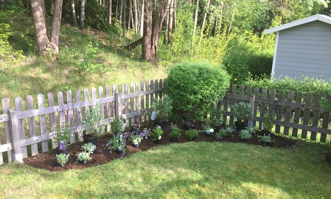 Bästa perenntipsen med Bosse Rappne och Hemmafixarna - Vi i Villa