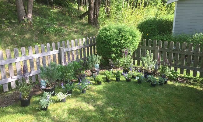 Bästa perenntipsen med Bosse Rappne och Hemmafixarna - Vi i Villa