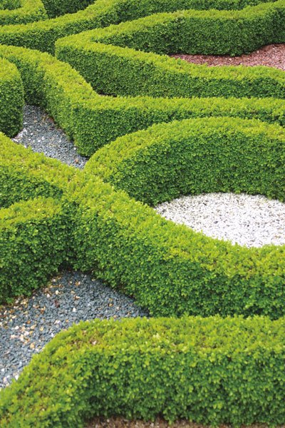 Så skapar du den perfekta häcken - Vi i Villa