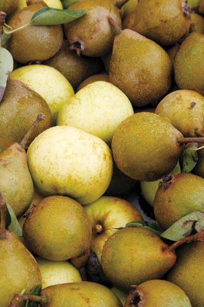 Så skapar du den perfekta häcken - Vi i Villa