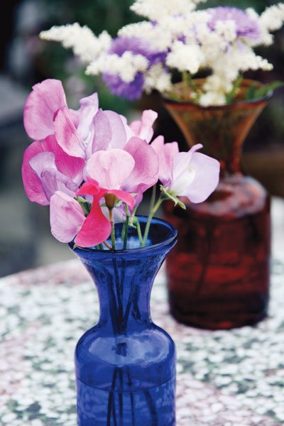 Så skapar du den perfekta häcken - Vi i Villa