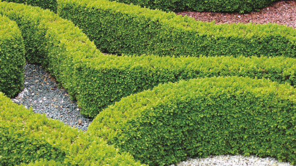 Genom att ta sticklingar av buxbom kan du på sikt, och till en blygsam peng, skapa en praktfull häck. Vår trädgårdsexpert Susanna Rosén ger sina bästa tips.