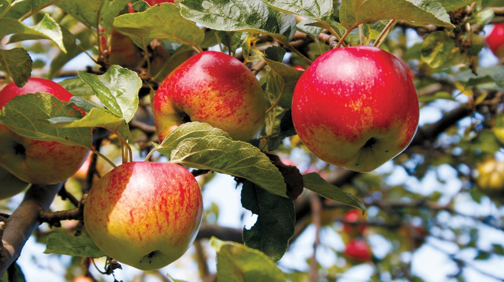 Nu dignar äppelträden av frukt som är perfekt att göra must av, även fallfrukten. Trädgårdsexperten Susanna Rosén visar dig hur du får ut det bästa av årets äppelskörd!