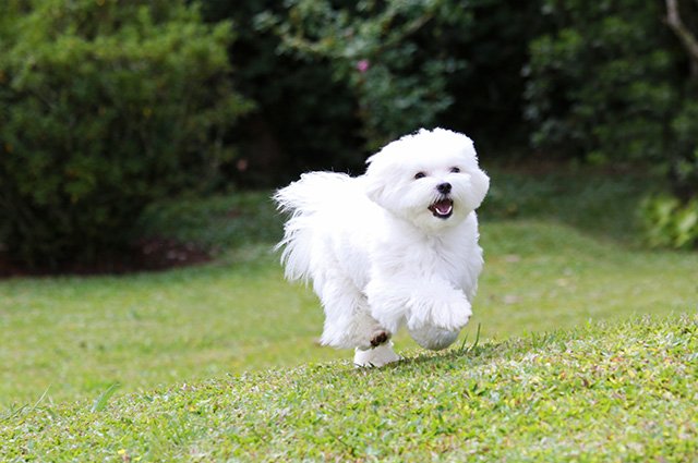Maltesern kan se kaxig på grund av sin stilfulla päls, men hunden har egenskaper som gör den till ett husdjur som älskas av de flesta. Här har vi samlat det du behöver veta om maltesern.