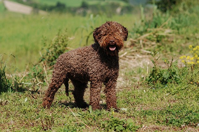 Lagotto romagnolon är en populär arbetande hund i Italien och detta av många goda anledningar. Här har vi samlat det du behöver veta om hunden.