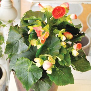 Så lyckas du med krukväxterna - Vi i Villa