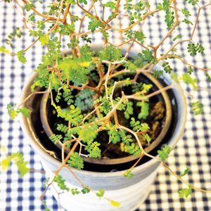 Så lyckas du med krukväxterna - Vi i Villa