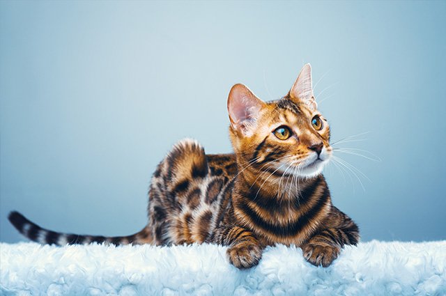 Bengalen är en huskatt som utvecklats för att likna en vildkatt så som leoparden, ozeloten eller margaykatten. Namnet bengal kommer fån det taxonomiska namnet på den asiatiska leopardkatten och de har ett vilt utseende. Det är en atletisk kattras som är graciös med en stark och muskulös kropp. Här har vi samlat det du behöver veta om rasen, i synnerhet om du funderat på att skaffa dig en bengal.