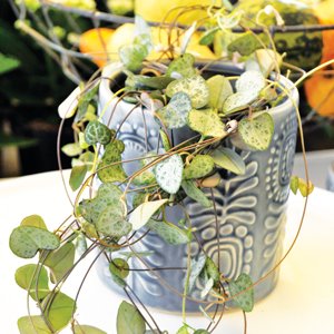 Så lyckas du med krukväxterna - Vi i Villa