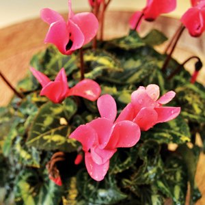 Så lyckas du med krukväxterna - Vi i Villa