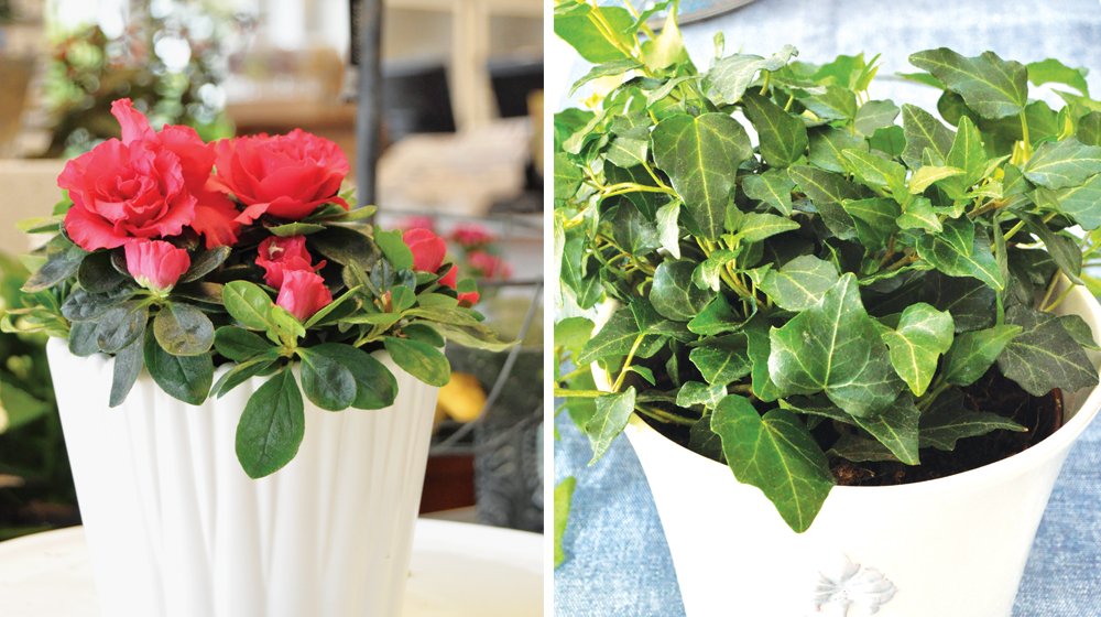 Med rätt skötsel kan du få dina krukväxter att stormtrivas. Här är skötseltips för att placera, göda och vattna krukväxterna på bästa sätt. Gör dig redo för succé på fönsterbrädan!