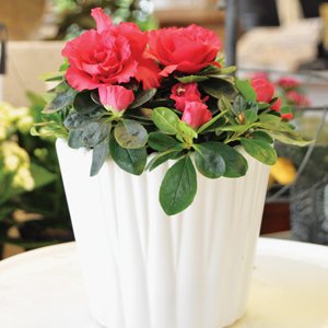 Så lyckas du med krukväxterna - Vi i Villa