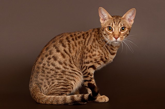 Ocicat är en ras av tamkatt som passar familjer och alla hemförhållanden. Katten har en kort och fläckad päls och ägare roas alltid av kattens lekfulla personlighet. Här har vi samlat det du behöver veta om ocicaten, i synnerhet om du funderar på vilket husdjur som passar dig och din familj.