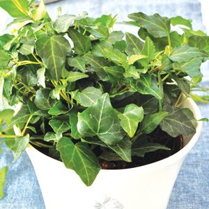 Så lyckas du med krukväxterna - Vi i Villa