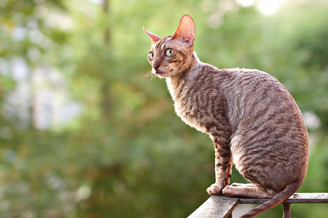 Cornish rex  är en lekfull och tillgiven kattras. Den har ett extraordinärt utseende med sina långa öron, sitt äggformade huvud, sin korta päls med böjda hår, och sina lockiga morrhår. Rasen kommer även i många och olika färger och mönster som du kommer finna attraktiva. Här har vi samlat det du behöver veta och det som kommer intressera dig om cornish rex.