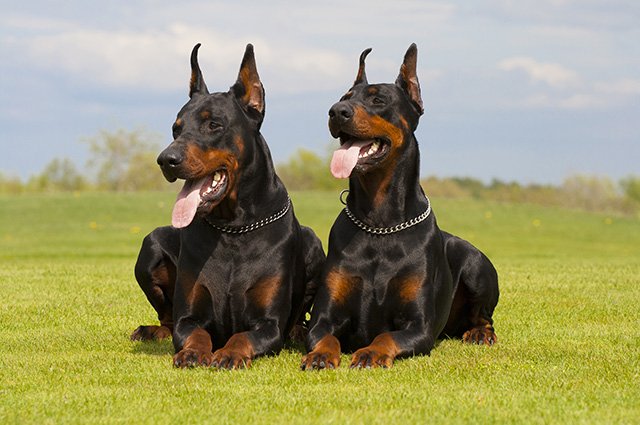 Dobermann är en av de mest populära vakthundarna och tros vara en korsning av många raser. Här har vi samlat anledningarna till varför rasen blivit så populär.