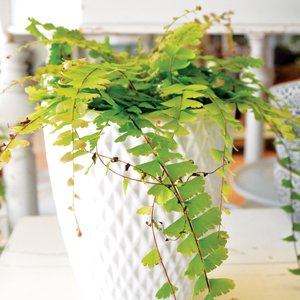 Så lyckas du med krukväxterna - Vi i Villa