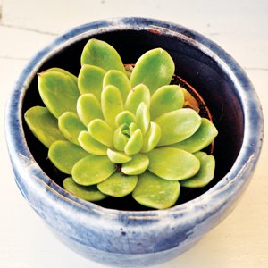 Så lyckas du med krukväxterna - Vi i Villa