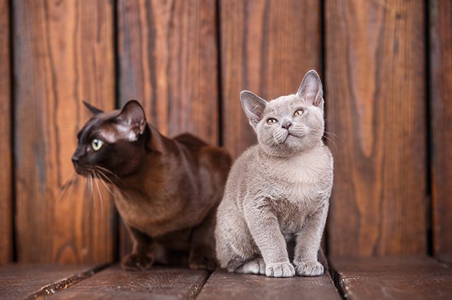 Den alltid charmiga och aktiva europeiska burman är mycket lik sin förfader, siamesen. Katten har en mjuk och rar röst som ägare kommer bli förtjusta i. Den älskar sina människors sällskap och kommer absolut vilka ha din uppmärksamhet. Här har vi samlat det du behöver veta om den europeiska burman.