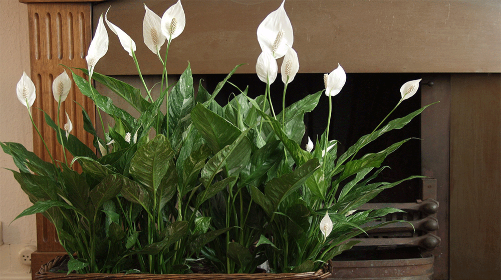 Fredskallan är en populär krukväxt som är känd för sina ovala mörkgröna blad och distinkta blommor. Växten förbättrar inomhusluftens kvalitet.
