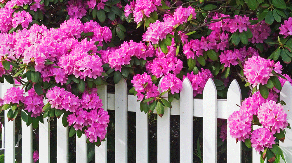Busken rhododendron ger med sina starka färger och stora buskage en härlig medelhavskänsla under maj och juni när den blommar. Prydnadsbusken håller sig fin året om när allt annat vissnat.