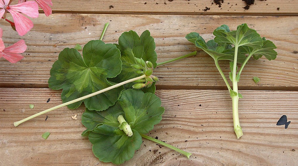 Jinsiy aloqa uchun Surgutdagi tanishuv sayti