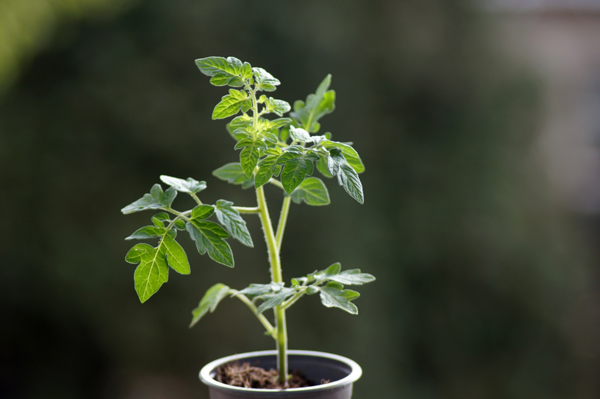 Plantera tomater tidigt på säsongen.
