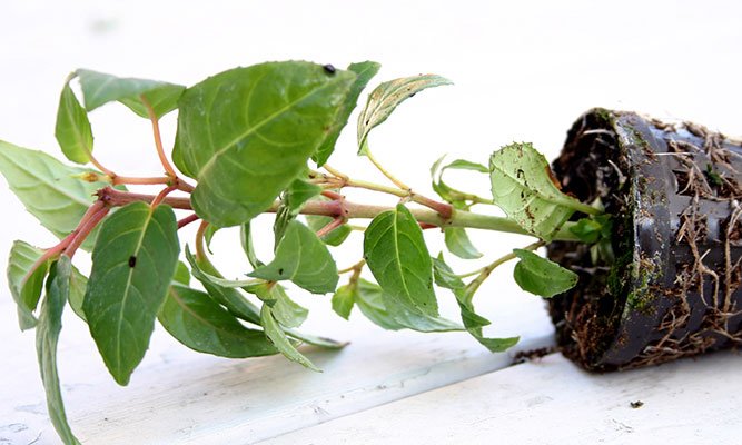 Porno eshakda barmoq bilan yalaydi