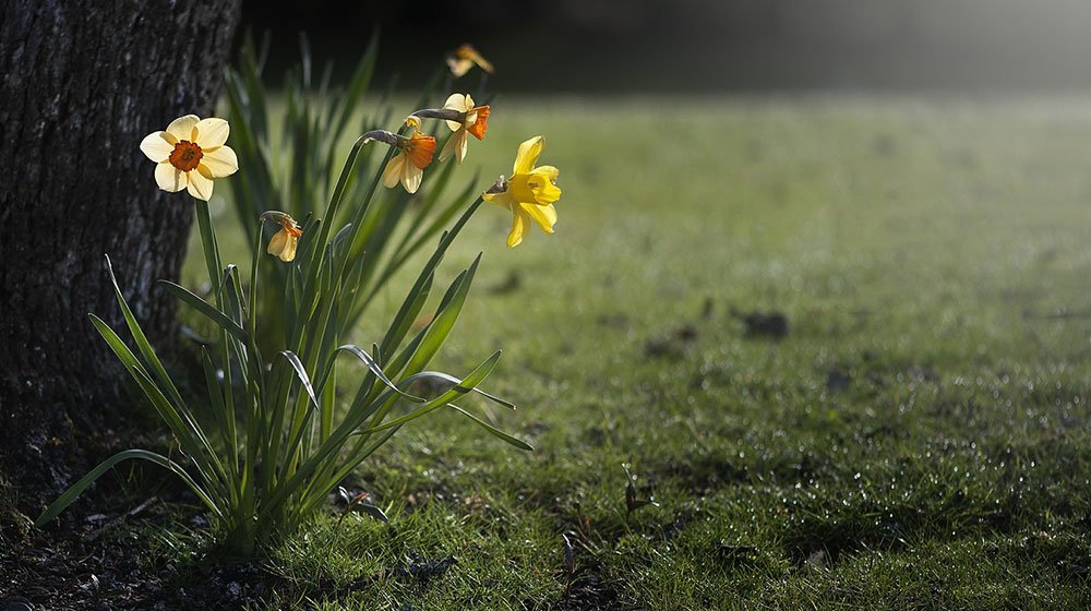 Påskliljans gula blommor förgyller trädgårdarna under april och maj. Här är allt du behöver veta om påskliljan  – från odling till skötsel.