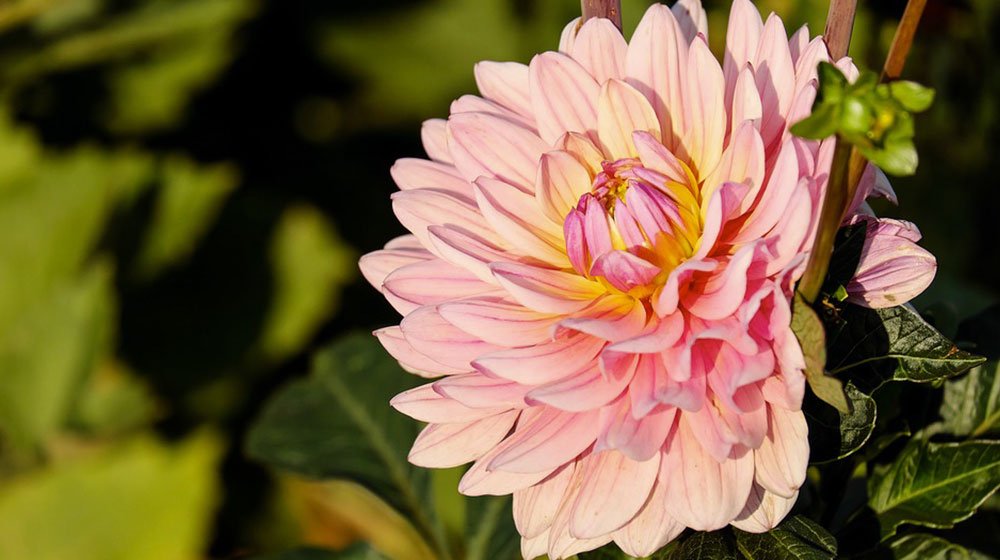 Dahliaknölarna kan förodlas för att förlänga njutningen av den vackra sensommarblomman. Här är allt du behöver veta om dahlia  – från att odla till skötsel och att vinterförvara rätt.