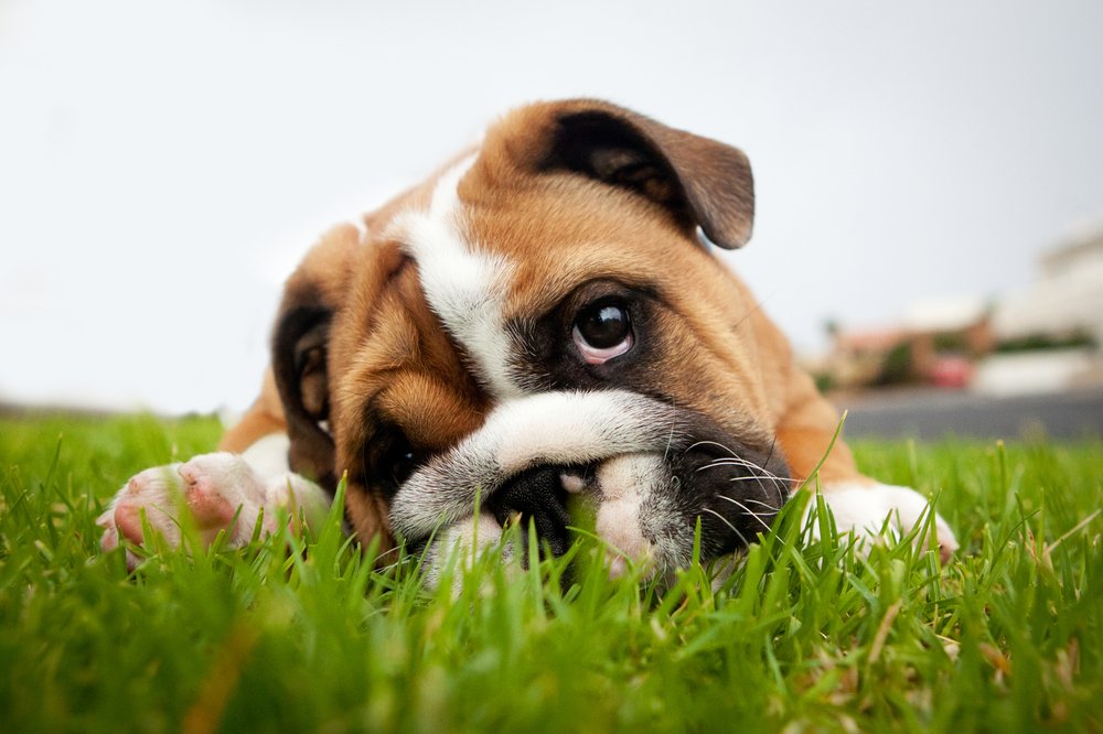 Har du bestämt dig för att skaffa en hundvalp? Grattis! Att skaffa en hund kommer förändra ditt liv för alltid. Hundvalpar innebär definitivt en hel del jobb men de skapar också mycket glädje i ditt liv och hem. Varesig du skaffar din första hundvalp eller bara behöver påminnas, kommer här en kurs i vad du behöver veta för att få din hundvalp på rätt spår in i vuxenlivet.
