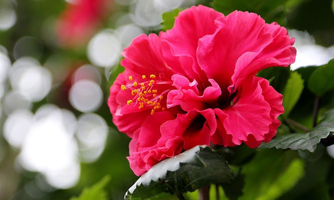 Dasha Sagalovaning yubkasi ostidagi fotosurat